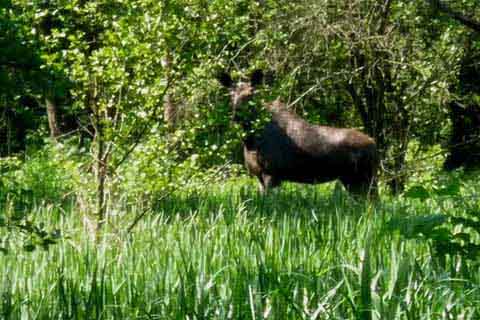 Ornithologische Studienreise vom 17. bis 24. Mai 2014 nach Nordost-Polen