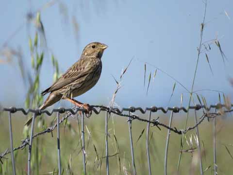 Ornithologische Studienreise vom 23. bis 30. April 2016 nach Portugal