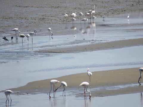 Ornithologische Studienreise vom 23. bis 30. April 2016 nach Portugal