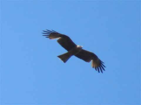 Ornithologische Studienreise vom 26. bis 31. Mai 2015 auf die Insel Rügen („Perle der Ostsee“)