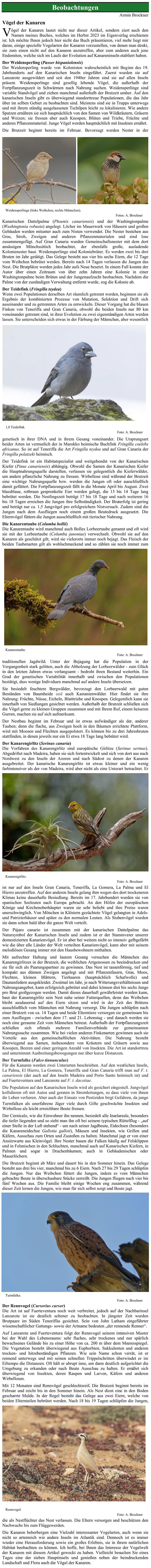 Vögel der Kanaren